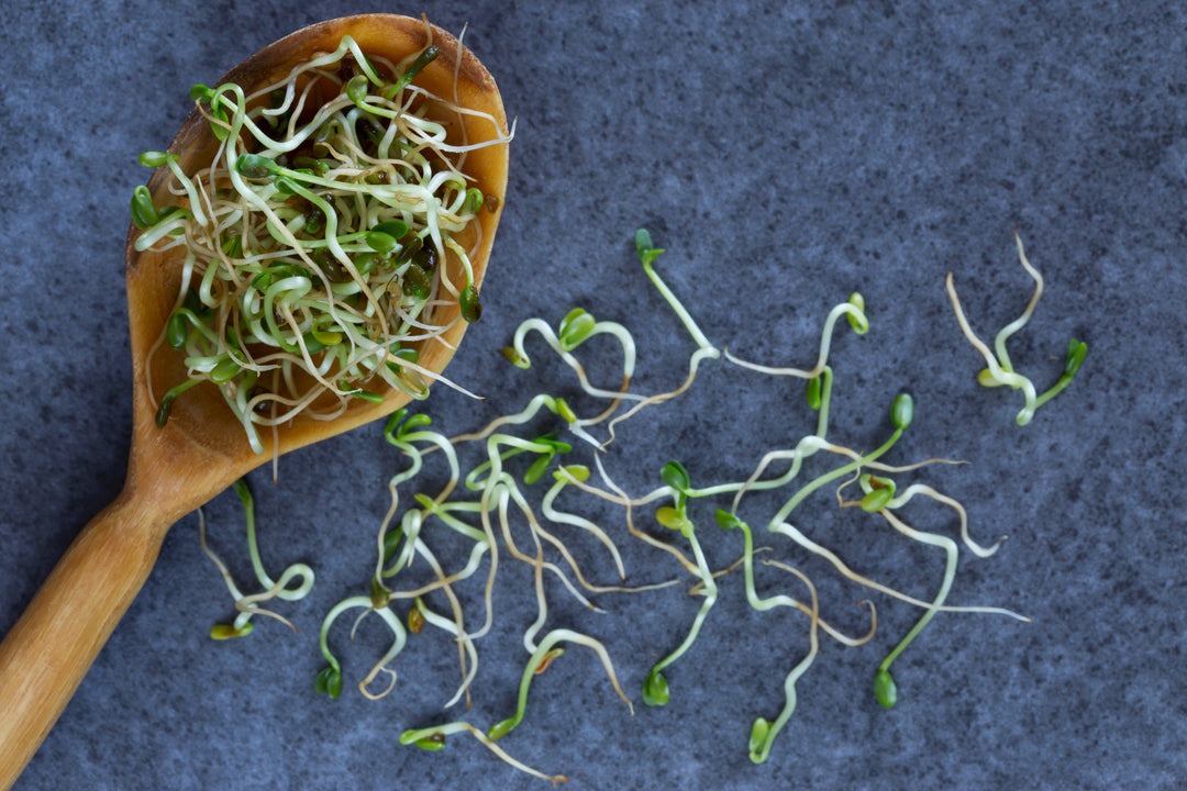 Superfood Combo: Broccoli Sprouts Powder and Probiotics Make a Perfect Pair